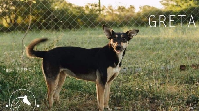 El refugio Mi Protector de Villa Nueva necesita dar en adopción 15 perros, por cierre