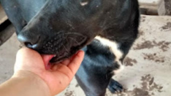 El refugio Mi Protector de Villa Nueva necesita dar en adopción 15 perros, por cierre