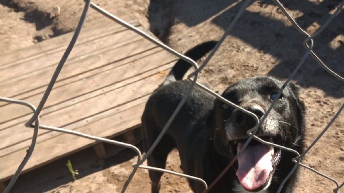 El refugio Mi Protector de Villa Nueva necesita dar en adopción 15 perros, por cierre