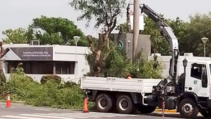 Cruces por la “tala” que hizo EPEC