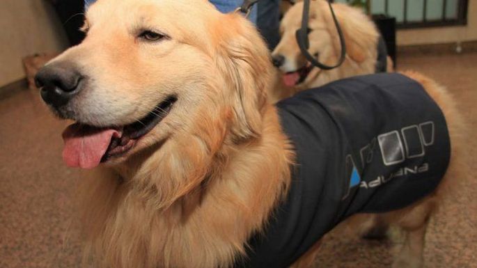 Un perro de Aduana detectó 29 paquetes con divisas no declaradas
