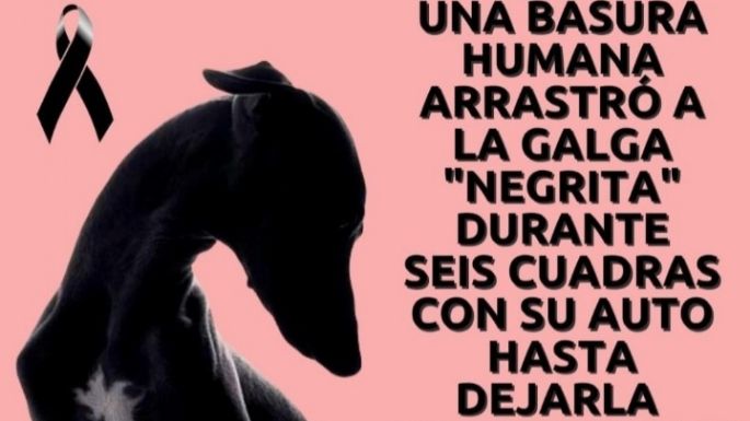 Imputaron al hombre que había atropellado y arrastrado a la galga hasta matarla
