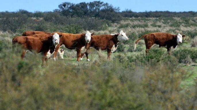 Prorrogaron hasta el 31 de enero los créditos blandos para tratamiento de residuos avícolas, bovinos y porcinos