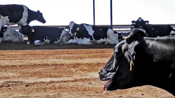 Ganado sin “estrés térmico”