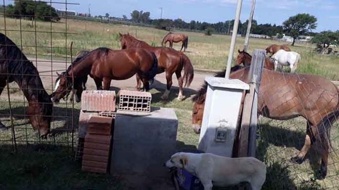 Caballos sueltos patearon un auto y los vecinos denuncian no tener respuestas