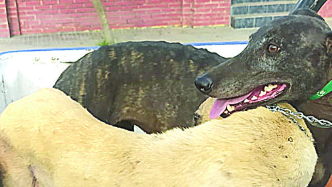 Maltrato animal
