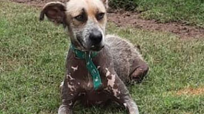 Pedro busca una familia