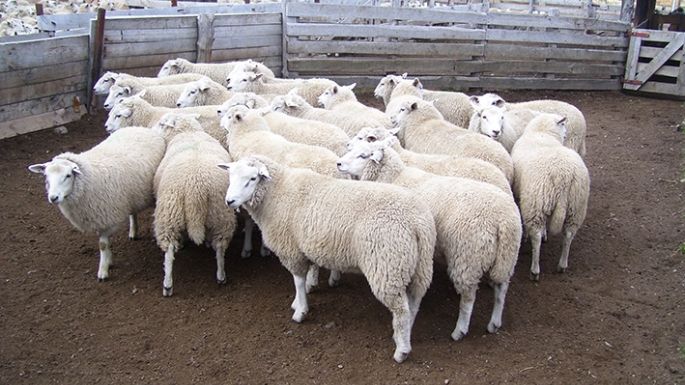 El Anfi espera al sector ovino