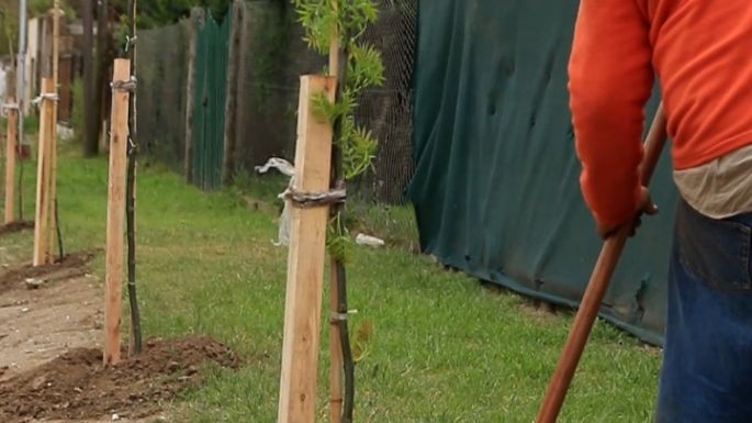 Avanza la plantación de 500 árboles