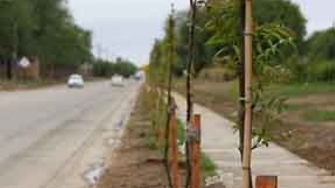 Sigue el plan de forestación