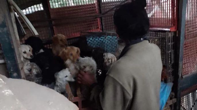 Rescataron más de 50 perros de un criadero en malas condiciones
