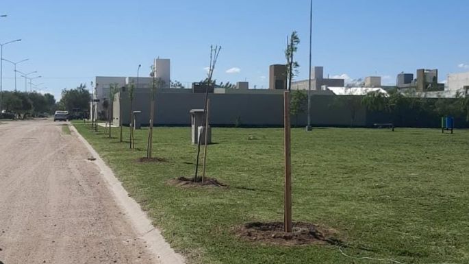 Plantaron casi un centenar de árboles nativos en barrio Ramón Carrillo
