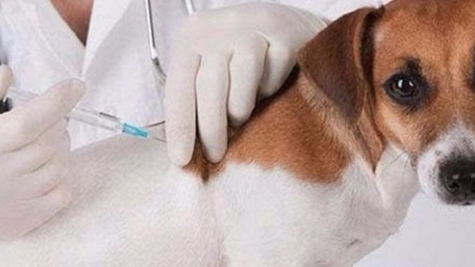 Aplicarán vacunas contra la leptospirosis a perros callejeros