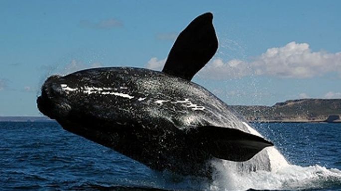 En los últimos 5 siglos, el 30% de las especies se extinguió