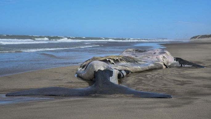 Al menos 15 ballenas fueron encontradas muertas en los últimos diez días