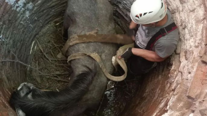 Bomberos rescatan a un caballo caído en un pozo
