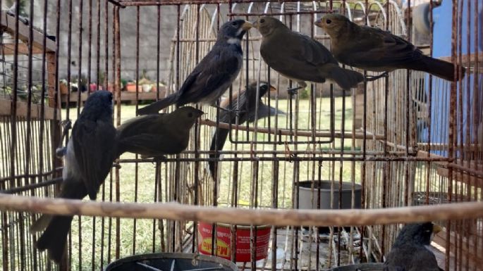 Rescataron más de 300 aves que estaban en cautiverio en Villa María y Villa Nueva