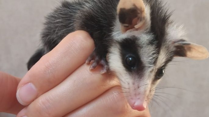 Una familia villanovense rescató y cuidó a cinco comadrejas bebés