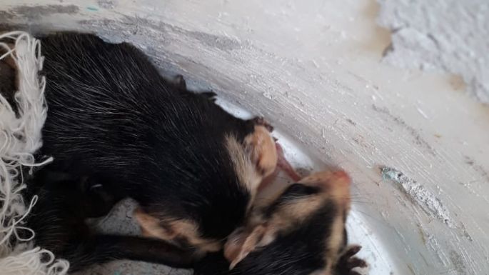 Una familia villanovense rescató y cuidó a cinco comadrejas bebés