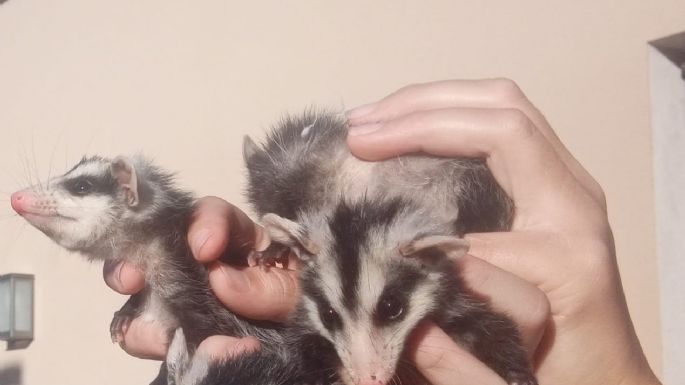 Una familia villanovense rescató y cuidó a cinco comadrejas bebés