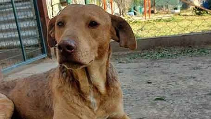 La historia de Miel, un perrito en adopción