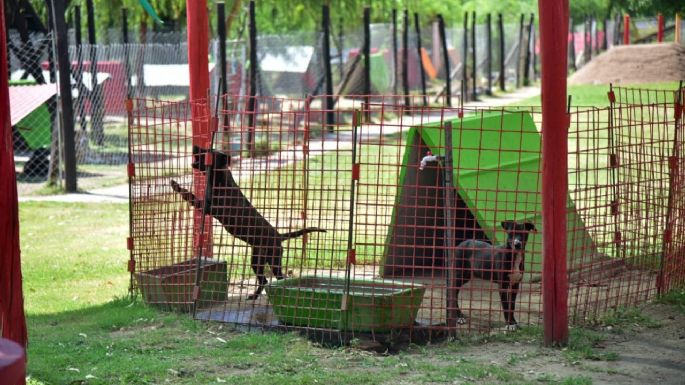 Se dieron en adopción más de 450 mascotas y se realizaron cerca de 3 mil castraciones