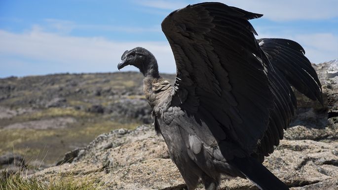 Liberaron un cóndor en el Parque Nacional Quebrada del Condorito