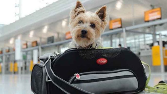 Recomendaciones para viajar con mascotas