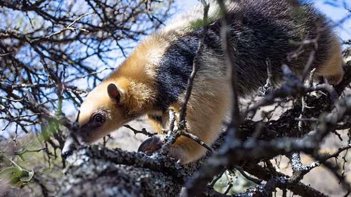 Qué debés hacer si encontrás fauna silvestre