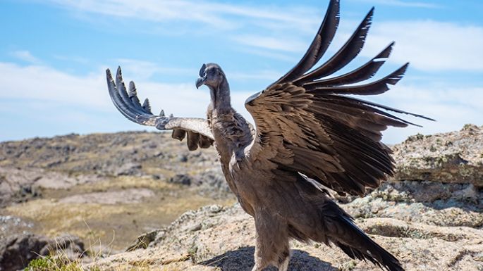 Qué debés hacer si encontrás fauna silvestre