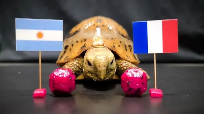 La tortuga francesa “Rocky” predijo quién ganará la final del Mundial