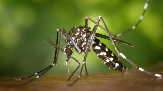 Confirmaron un nuevo caso de dengue autóctono