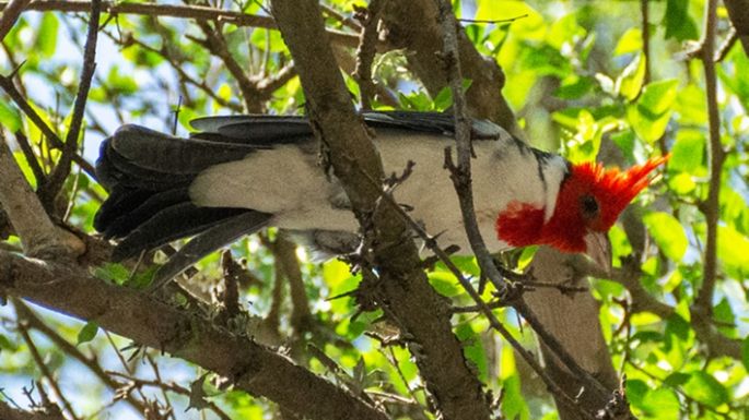 Liberaron aves en Colonia Caroya