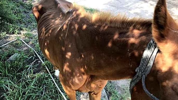 Rescataron a una yegua de maltrato animal