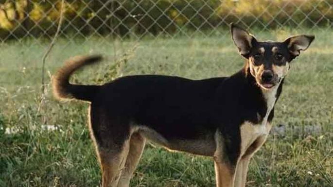 Todavía 11 perritos buscan un hogar