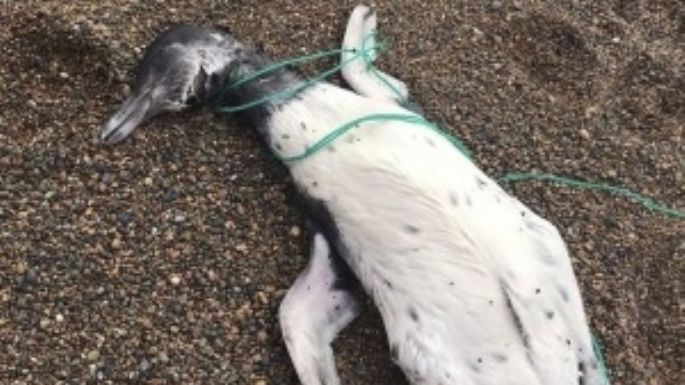 Hallan pingüinos muertos con signos de haber sido ahorcados con sogas