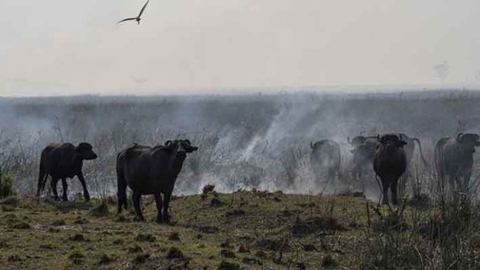 Veterinarios en catástrofes, voluntarios en incendios