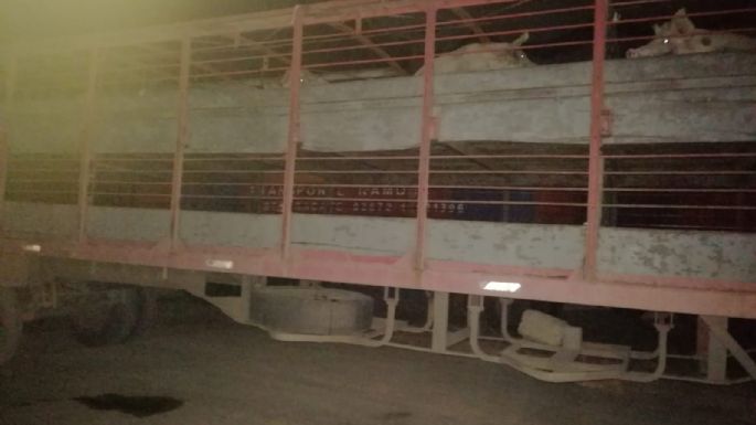 Transportaba 55 porcinos sin la correspondiente guía de Senasa