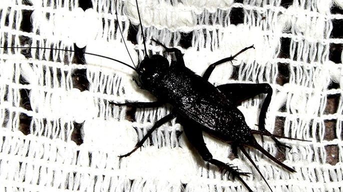 El porqué de la invasión de grillos