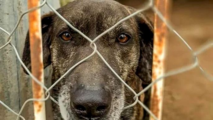 Siete perritos esperan ser adoptados