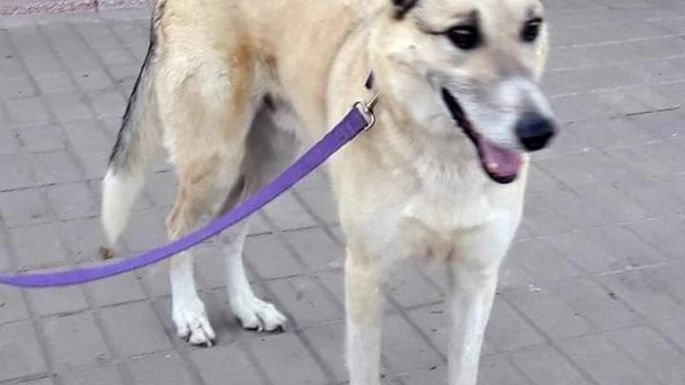 Siete perritos esperan ser adoptados