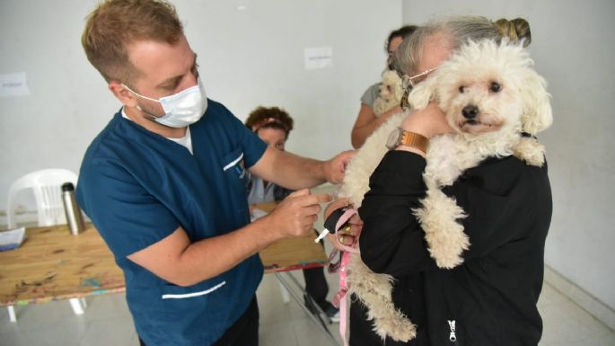 Campaña de vacunación antirrábica: Se aplicaron 1.186 dosis durante la primera semana