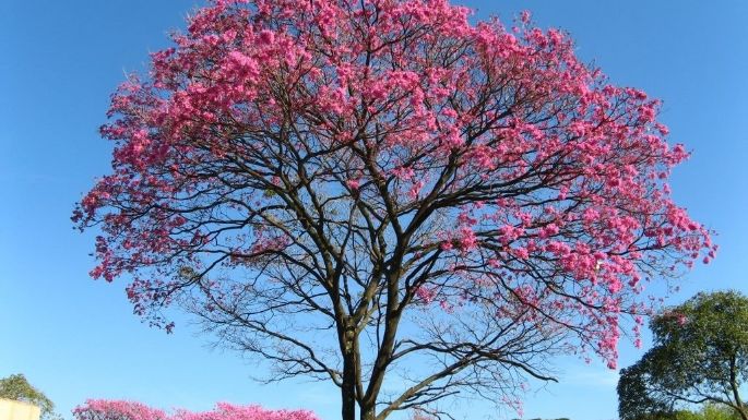 Reforestarán el casco céntrico con un lapacho cada ocho metros