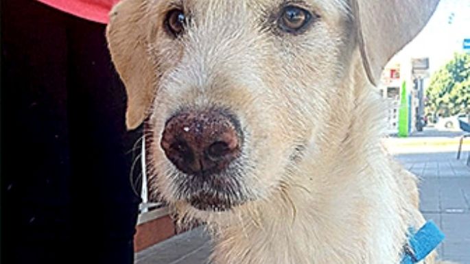 Buscan un hogar