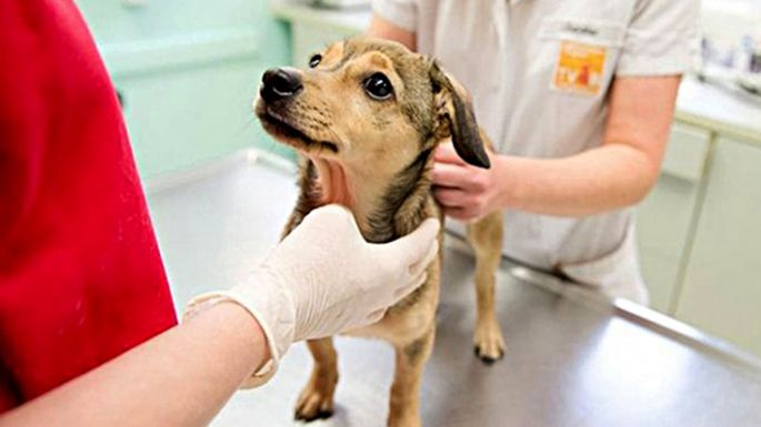 Castración: con los cupos completos
