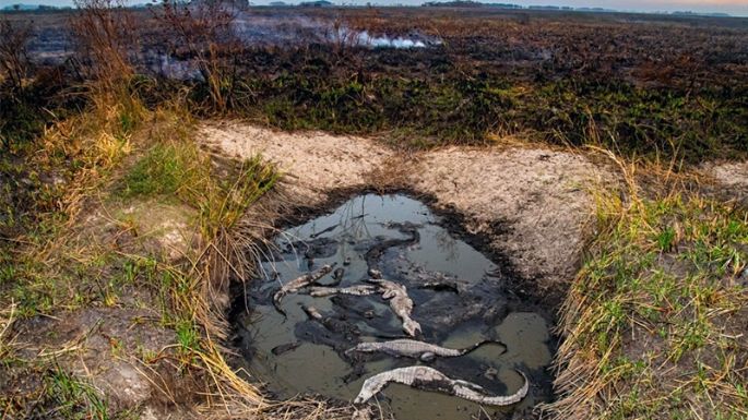 Rescatan y trasladan yacarés afectados por la sequía y los incendios en Corrientes