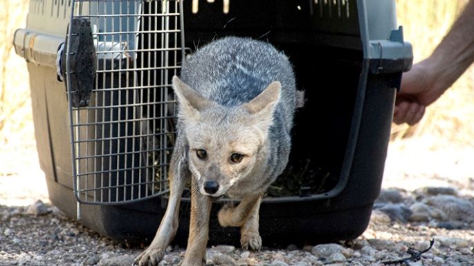 Liberaron animales silvestres