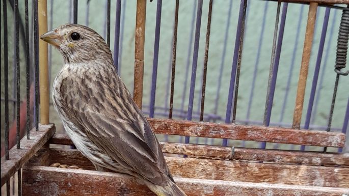 La Policía Ambiental rescató 27 aves de una vivienda