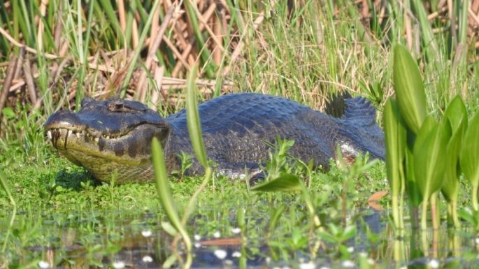 Tras los incendios en Corrientes, rescatan animales autóctonos para llevarlos a otras zonas
