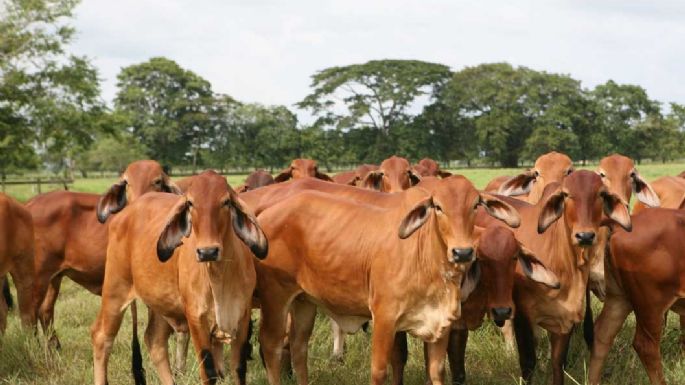 Lanzan una línea de créditos para productores ganaderos